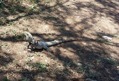 Ctenosaura macrolopha