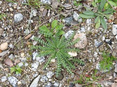 Echium vulgare pustulatum