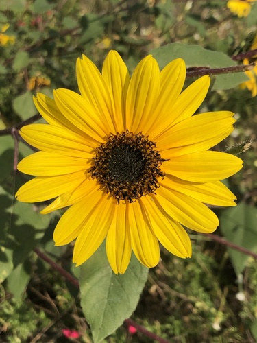 Girasol (Helianthus annuus) · Natusfera