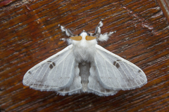 Penicillifera apicalis