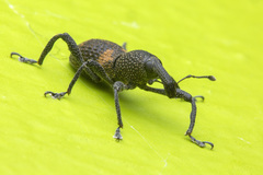 Apterylobius basalis