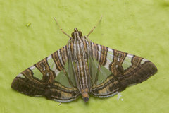 Glyphodes stolalis