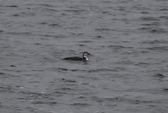 Gavia immer image