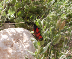Zygaena graslini