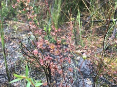Drosera