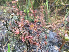 Drosera