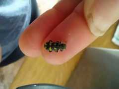 Trichodes flavocinctus