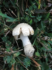 Amanita chrysoblema