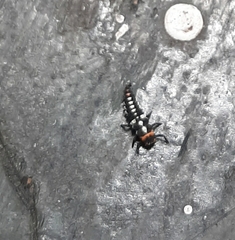 Eriopis connexa
