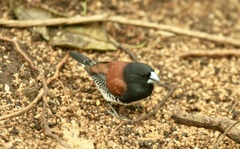 Spermestes bicolor nigriceps