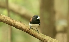 Spermestes bicolor nigriceps