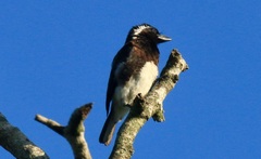 Stactolaema leucotis