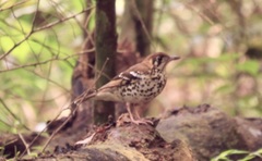 Geokichla guttata