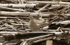 Turnix sylvaticus