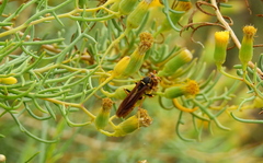 Polistes buyssoni