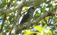 Sylvia nigricapillus