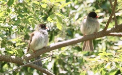 Sylvia nigricapillus