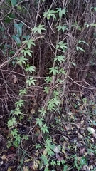 Ipomoea cairica image