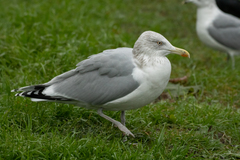 Larus argentatus