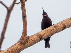 Chalcomitra fuliginosa