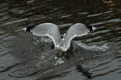Larus argentatus