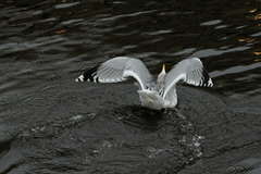 Larus argentatus