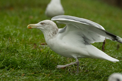 Larus argentatus