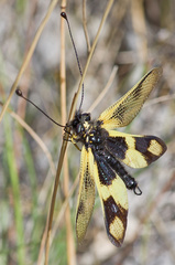 Libelloides macaronius