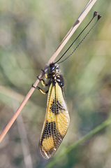 Libelloides macaronius