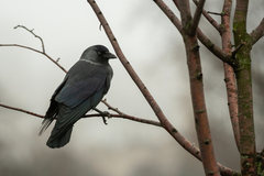 Corvus monedula