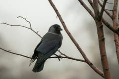 Corvus monedula