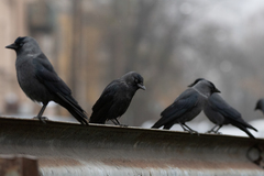 Corvus monedula