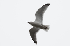 Larus argentatus