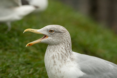 Larus argentatus