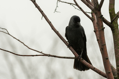 Corvus monedula
