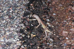 Callisaurus draconoides ventralis