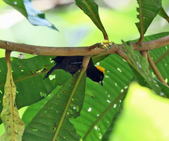 Tachyphonus delatrii