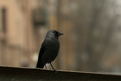 Corvus monedula