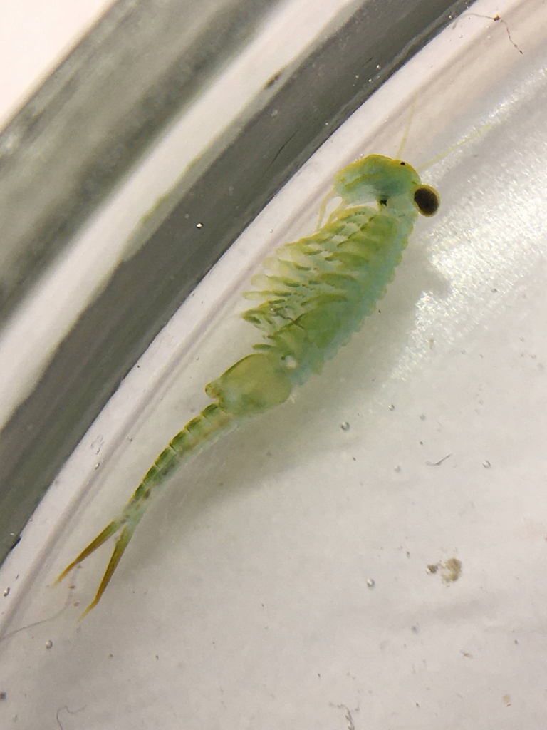 Chirocephalus shadini