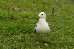 Larus canus