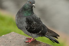 Columba livia domestica
