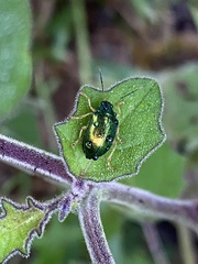 Colaspis laeta