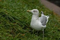 Larus argentatus