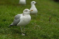 Larus argentatus