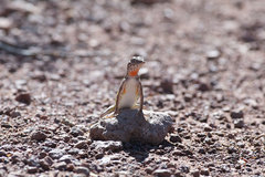 Callisaurus draconoides ventralis
