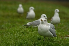 Larus argentatus