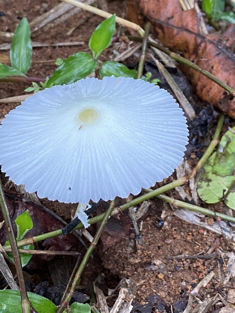 Leucocoprinus fragilissimus · November 2020 · photo: © jeanpaulboerekamps (iNaturalist, cc0)