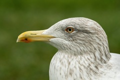 Larus argentatus
