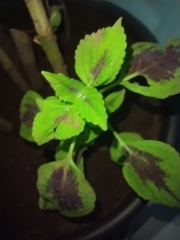Coleus scutellarioides