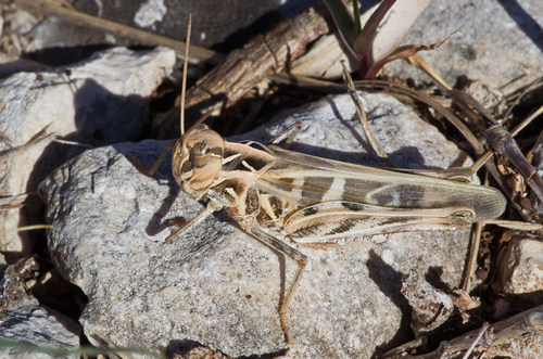 Handsome Cross Grasshopper